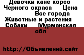 Девочки кане корсо. Черного окраса.  › Цена ­ 65 000 - Все города Животные и растения » Собаки   . Мурманская обл.